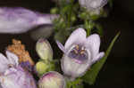 Longsepal beardtongue